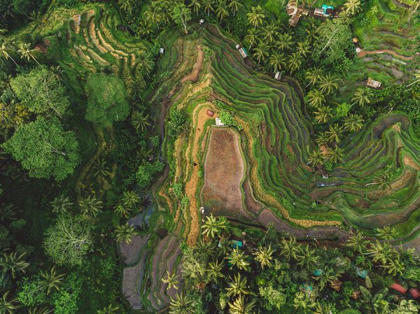 Où apprendre l'art de la danse traditionnelle indonésienne à Bali ?